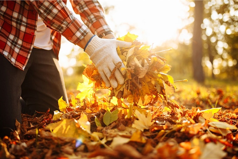 Arlington Launches Seasonal Curbside Leaf Pickup Service with Eco-Friendly Disposal Options