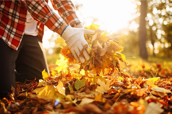 Arlington Launches Seasonal Curbside Leaf Pickup Service with Eco-Friendly Disposal Options
