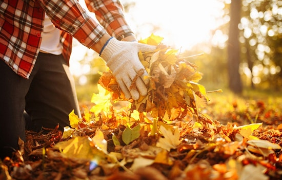 Arlington Launches Seasonal Curbside Leaf Pickup Service with Eco-Friendly Disposal Options