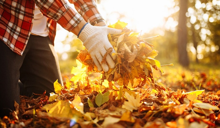 Arlington Launches Seasonal Curbside Leaf Pickup Service with Eco-Friendly Disposal Options