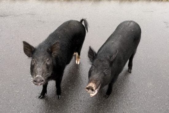 Artists Invited to Capture Wild Pig and California Quail for Hawaiʻi's 2026-27 Conservation Stamp Contest