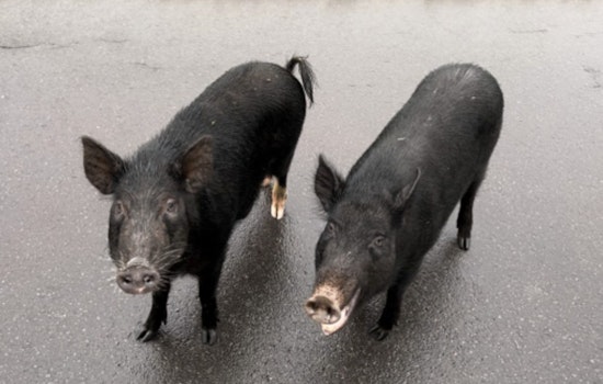 Artists Invited to Capture Wild Pig and California Quail for Hawaiʻi's 2026-27 Conservation Stamp Contest