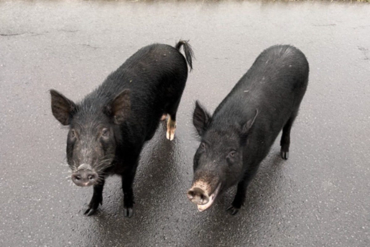 Artists Invited to Capture Wild Pig and California Quail for Hawaiʻi's 2026-27 Conservation Stamp Contest