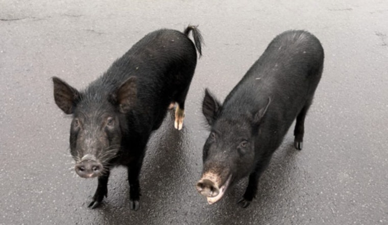 Artists Invited to Capture Wild Pig and California Quail for Hawaiʻi's 2026-27 Conservation Stamp Contest