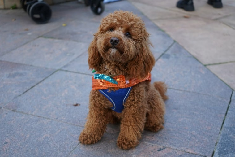 Atlantans Celebrate Howl-O-Weekend with Festive Doggie Crawl Along the Beltline