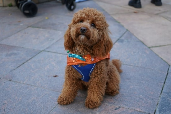 Atlantans Celebrate Howl-O-Weekend with Festive Doggie Crawl Along the Beltline