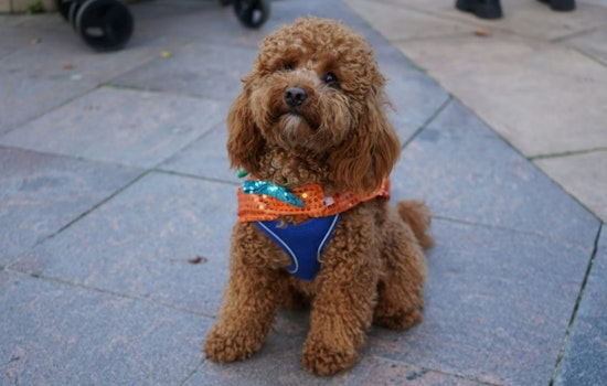 Atlantans Celebrate Howl-O-Weekend with Festive Doggie Crawl Along the Beltline