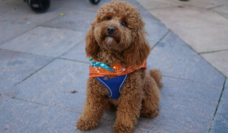 Atlantans Celebrate Howl-O-Weekend with Festive Doggie Crawl Along the Beltline