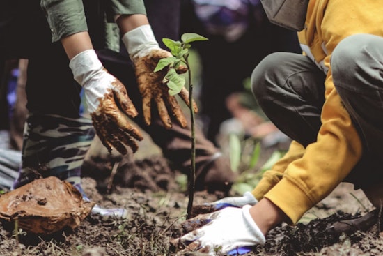 Backyard Food Forest Blitz Puts 2,000 Trees In Oahu Yards