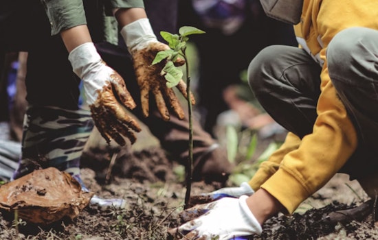 Backyard Food Forest Blitz Puts 2,000 Trees In Oahu Yards