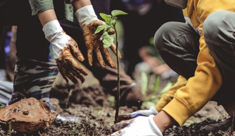 Backyard Food Forest Blitz Puts 2,000 Trees In Oahu Yards
