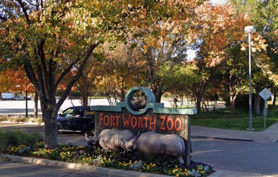Bad Bunny’s Viral Toad Turns Fort Worth Zoo Into Surprise Winner