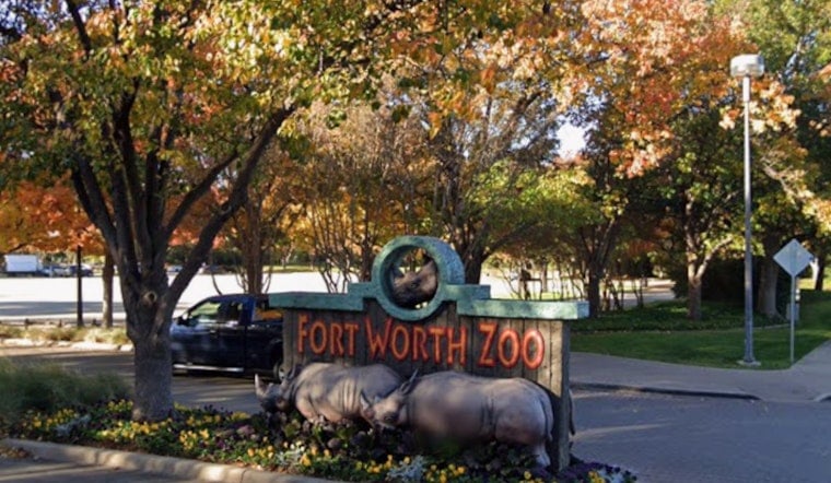 Bad Bunny’s Viral Toad Turns Fort Worth Zoo Into Surprise Winner