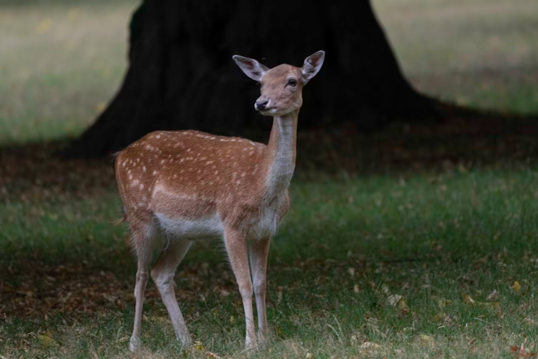 Baltimore County Rallies to Rescue Deer with Plastic Pumpkin Bucket on Its Face