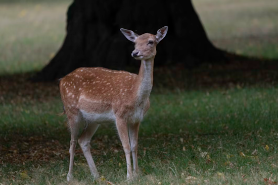 Baltimore County Rallies to Rescue Deer with Plastic Pumpkin Bucket on Its Face