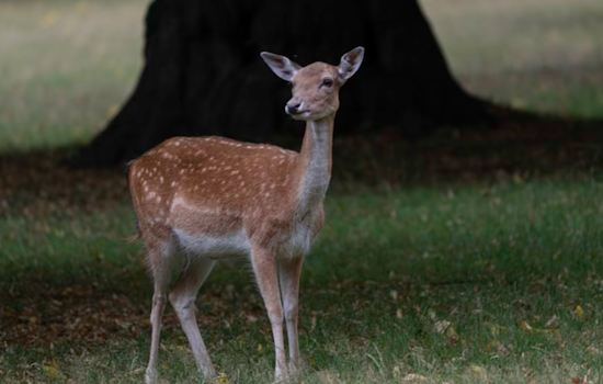 Baltimore County Rallies to Rescue Deer with Plastic Pumpkin Bucket on Its Face