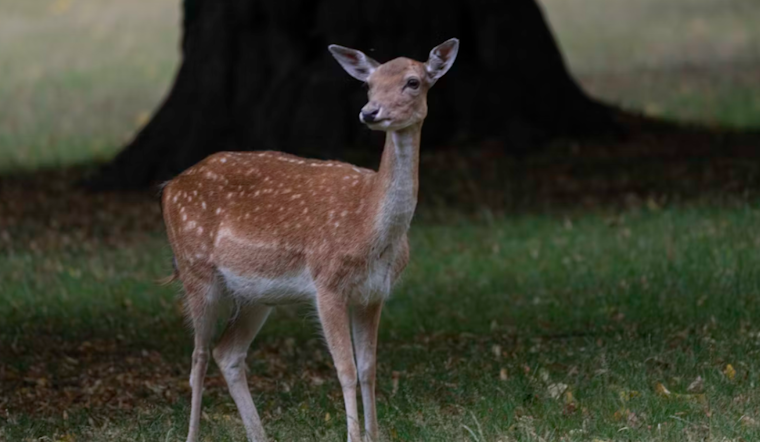 Baltimore County Rallies to Rescue Deer with Plastic Pumpkin Bucket on Its Face