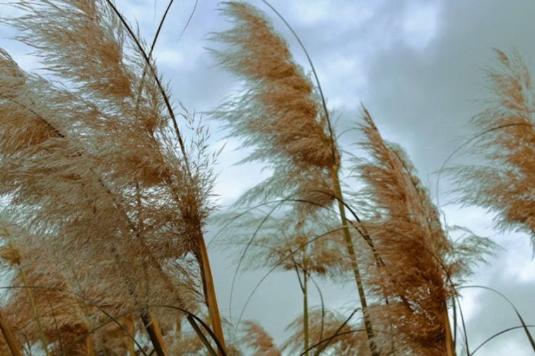 Washington DC on Alert as Wind Advisory and Red Flag Warning Issued for Region