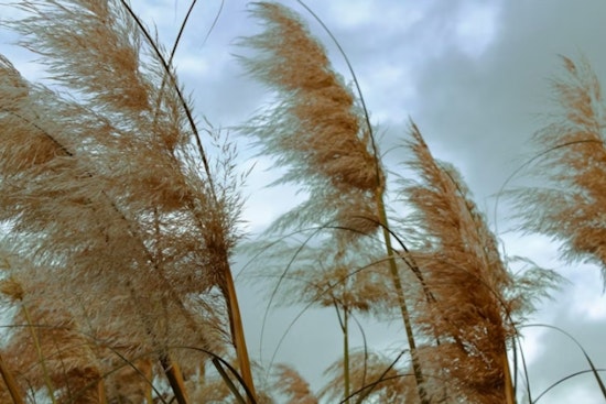 Washington DC on Alert as Wind Advisory and Red Flag Warning Issued for Region