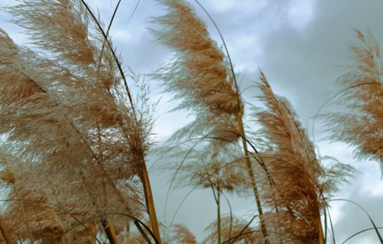 Washington DC on Alert as Wind Advisory and Red Flag Warning Issued for Region