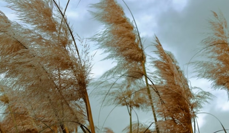 Washington DC on Alert as Wind Advisory and Red Flag Warning Issued for Region