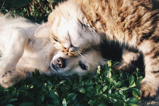 Bensalem Police Urge Dog Owners in Bucks County to License Pets Ahead of New Year Deadline