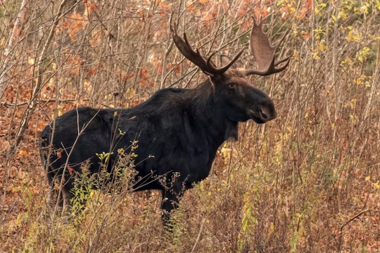 Boulder County Woman Hospitalized After Aggressive Moose Attack Near Jamestown