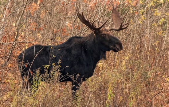 Boulder County Woman Hospitalized After Aggressive Moose Attack Near Jamestown