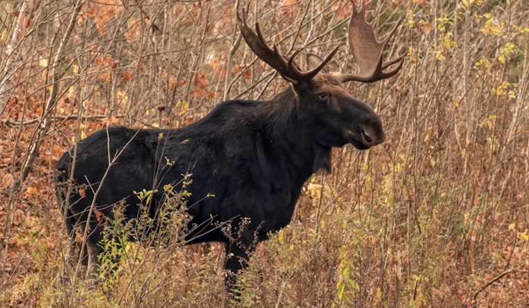 Boulder County Woman Hospitalized After Aggressive Moose Attack Near Jamestown