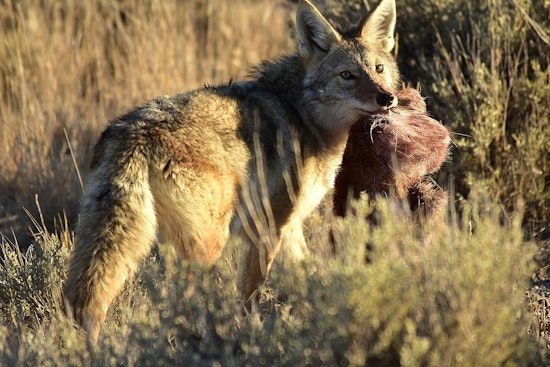 Boynton Beach Community Mourns Pet Killed by Coyote as Wildlife Encounters Increase