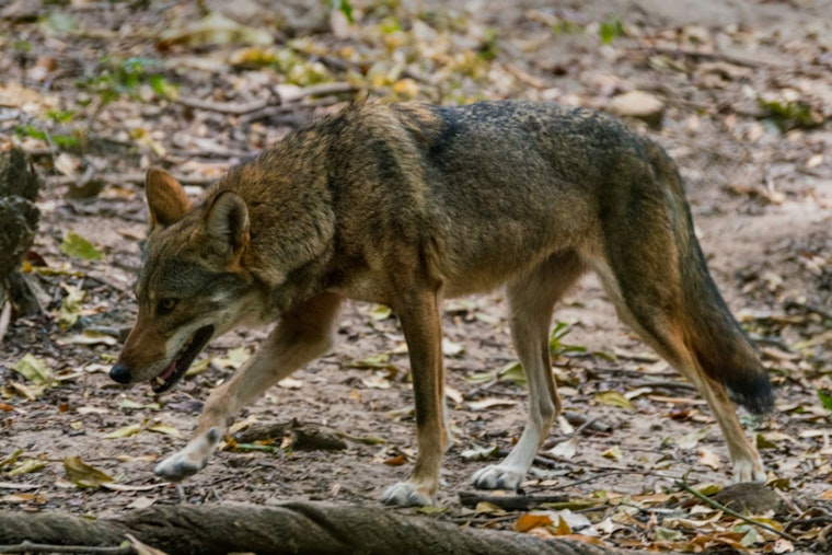 Boynton Beach Community on Edge After Coyote Fatally Attacks Resident's Dog