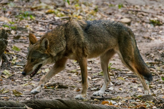 Boynton Beach Community on Edge After Coyote Fatally Attacks Resident's Dog