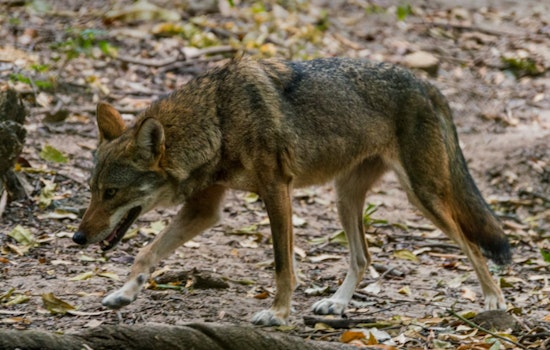 Boynton Beach Community on Edge After Coyote Fatally Attacks Resident's Dog