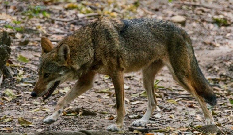 Boynton Beach Community on Edge After Coyote Fatally Attacks Resident's Dog
