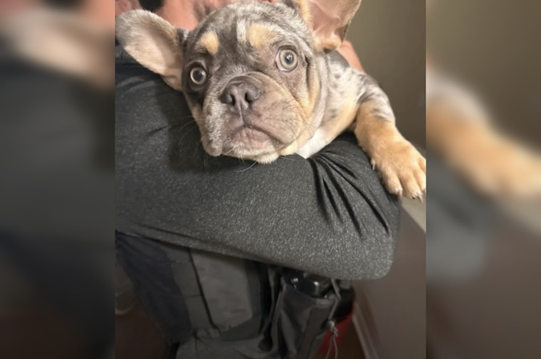 Brandon Puppy Rescued After Armed Burglary as Four Teen Suspects Are Arrested by Hillsborough County Deputies