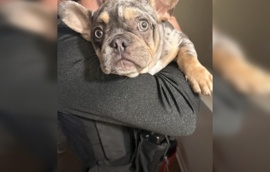 Brandon Puppy Rescued After Armed Burglary as Four Teen Suspects Are Arrested by Hillsborough County Deputies
