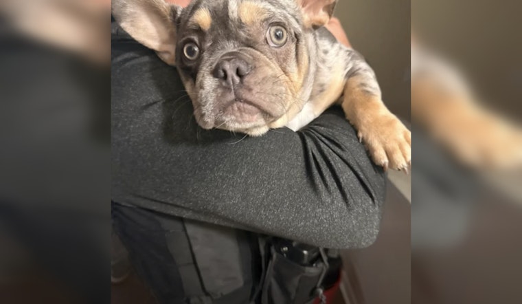 Brandon Puppy Rescued After Armed Burglary as Four Teen Suspects Are Arrested by Hillsborough County Deputies