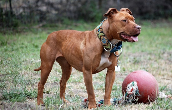 Brooklyn Community Calls for Action After Series of Violent Dog Attacks in Coney Island