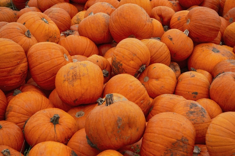 Brooklyn Park Advocates for Sustainability: City Offers Pumpkin Recycling and Updates Residents on Proper Practices