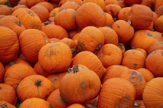 Brooklyn Park Advocates for Sustainability: City Offers Pumpkin Recycling and Updates Residents on Proper Practices
