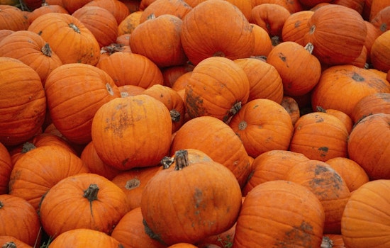 Brooklyn Park Advocates for Sustainability: City Offers Pumpkin Recycling and Updates Residents on Proper Practices