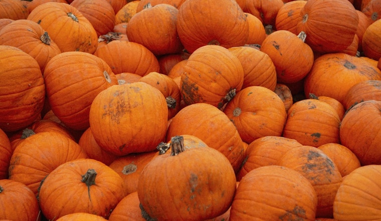 Brooklyn Park Advocates for Sustainability: City Offers Pumpkin Recycling and Updates Residents on Proper Practices
