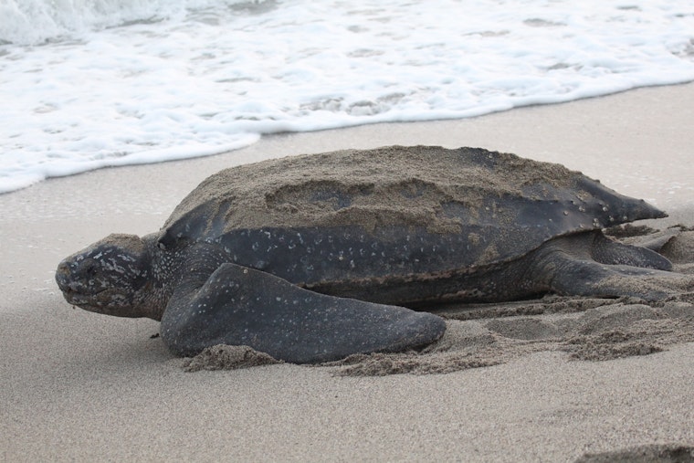 Broward County Celebrates Eventful Sea Turtle Nesting Season Amid Conservation Challenges