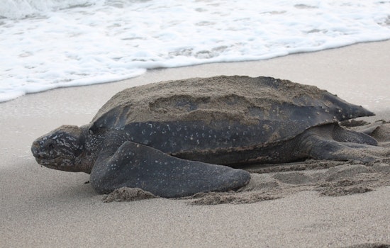 Broward County Celebrates Eventful Sea Turtle Nesting Season Amid Conservation Challenges
