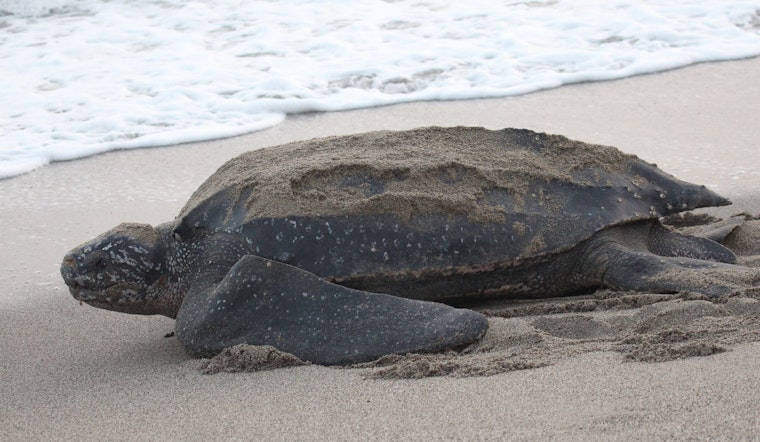 Broward County Celebrates Eventful Sea Turtle Nesting Season Amid Conservation Challenges