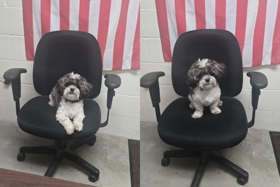 Brunswick Community Breathes Sigh of Relief as Local Police Reunite Lost Pup with Owner