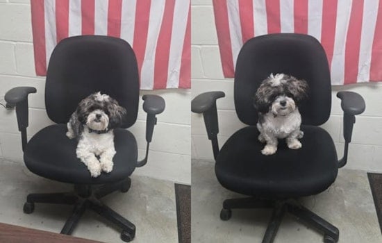 Brunswick Community Breathes Sigh of Relief as Local Police Reunite Lost Pup with Owner