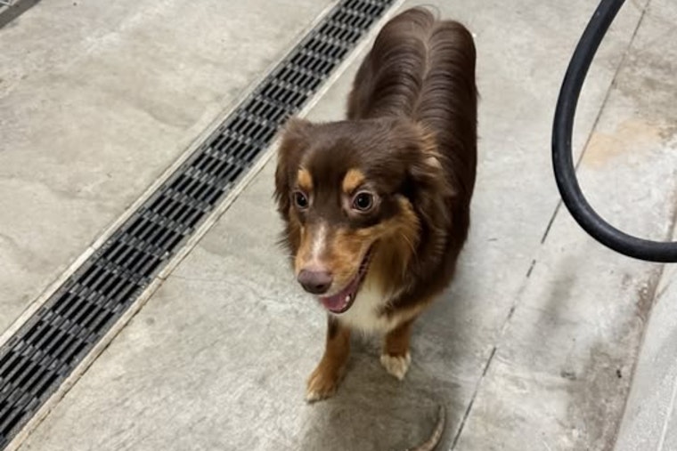 Brunswick Police and Medina County Dog Warden Team Up to Reunite Lost Dog with Family Before Thanksgiving