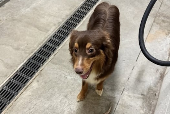 Brunswick Police and Medina County Dog Warden Team Up to Reunite Lost Dog with Family Before Thanksgiving