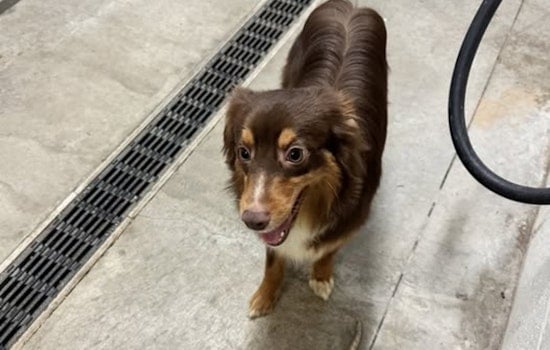 Brunswick Police and Medina County Dog Warden Team Up to Reunite Lost Dog with Family Before Thanksgiving